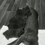 [꿍랭구] 내 남자친구를 빼앗아간 <b>러블</b> 꿍이...ㅋㅋㅋ