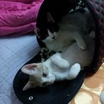 [냥특수부대] <b>둥이</b>이야기 11탄 대구에서의 마지막
