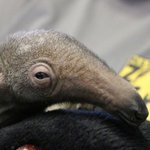 2013년 가장 사랑스러운 아기동물 사진 <b>best</b> 40