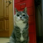 [김괭] <b>요망</b>요망 김고양이