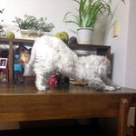 고양이 <b>자세</b>
