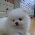 <b>포메</b>3마리