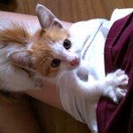 [시우민] 민석이 닮은 <b>노랑</b> 고양이