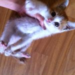 [시우민] 민석이 닮은 <b>노랑</b>고양이2