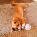 후기!!!!!발바리혼합믹스견내똥개