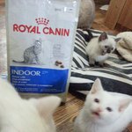 바글바글 <b>사료</b> 개봉기