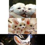 깨물어주고 싶을만큼 귀여운 <b>사막</b>여우 모음.jpg