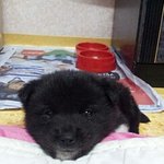 곰이