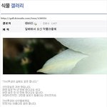 [비상대피소] <b>식물</b>갤이 뭐냐면