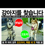 동탄화성<b>오산</b> 사라진 허스키 두마리를 찾습니다