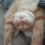 세면대에서 더위식히는 고양이 (6)