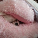 [감주] 마약<b>방석</b> 이렇게 쓰는강아지 보셨나요..