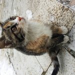 3개월정도 되보이는 길냥이 보호중 입니다.