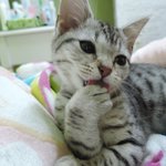 [내사랑<b>야옹</b>] 오랜만에 귤이왔어요~
