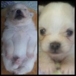 " 상위1%견 네마리 <b>꼬물</b>이들의 성장기!!!!