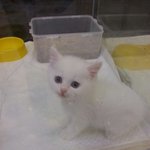 [개념상실] 고양이 분양,여긴 절대안되요!!!  (사진 있어요)