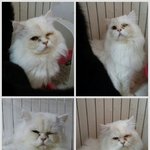 주인 잘못 만나서 버려지고 다친 냥이들의 좋은 가족이 되어주세요...