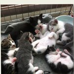 [[<b>길</b>냥이 <b>코</b>숏]] 똘이의 성장 이야기