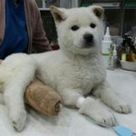 주인한테 버려진 강아지들....귀엽고 이쁜 강아지들인데 가족이 되어주실분ㅠㅠ