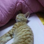 [고양이] 우리애기2
