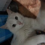 이고양이<b>종류</b>가뭔가요??