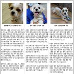 1월 입양을 기다리고 있는 천사들
