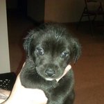 [<b>맥스</b>네가족] 사랑스런 <b>맥스</b>의 성장기