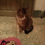 [동물] 길에서 다리저는고양이를데려왔는데요;가족들이나지인들이저를까네요;