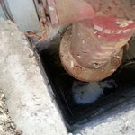 (서울) 뒷태가 예술인 아가씨 아리의 가족을 찾습니다^^