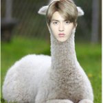 [크리스] 우리<b>희수</b>형 동물