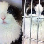 2013년 최고의 아름다운 고양이로 <b>선정</b>된 고양이.jpg