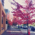 [<b>LIFE</b>]캐나다- 캐나다의 가을 풍경