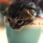 새식구가 태어났어요 <b>꼬물</b>이