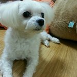 강아지를 찾아요 한번씩 <b>클릭</b>해주세요
