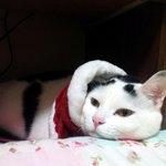 [용배꾸르밍] <b>대두</b>김용배의 해피메리 크리스마스쉬먀!