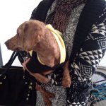 유기견 <b>임보처</b>/새로운 주인을 찾습니다.