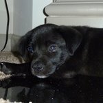 [<b>맥스</b>네가족] 사랑스런 <b>맥스</b>의 성장기 - 2탄