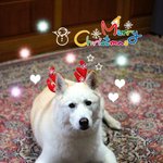 [허스키<b>심바</b>] 즐거운 성탄절 되세요.. <b>심바</b>의 일상