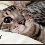 윙크하는 고양이 ~