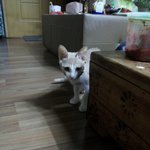 [냥특수부대] 둥이이야기 12탄 시골집 탐색