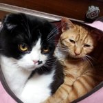 삼식이,<b>삼순</b>이 입니다.