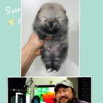 요즘 핫한 남자배우를 닮은 우리집 강아지 ㅋㅋㅋㅋ
