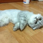 우리집 냥이 봉구