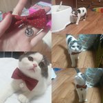 [고양이] 스코티쉬폴드 <b>호두</b>