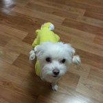 ㅠㅠ노령견 중성화 수술 함께 고민해주세요 ㅜㅜㅜㅜㅜㅜㅜㅜㅜ