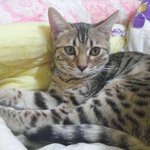 [고양이] 소심한 <b>콩수니</b>:3