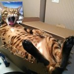 <b>박스</b>를 좋아하는 귀여운 고양이들