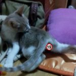 [냥특수부대] 둥이이야기 13탄 셀카찍는 고양이