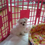 [<b>강쥐</b>] 누리이야기~~^^