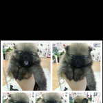 처음본순간반해버린너~~ 포메리안성장과정